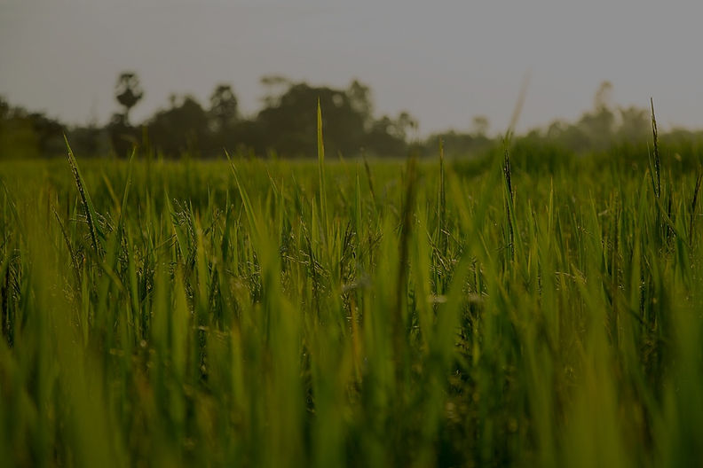 rice-560050_1280_edited.jpg