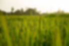 rice-560050_1280.jpg