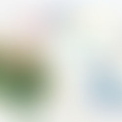 Trilogia Bevelstoke: conheça a ordem dos livros desta série de Julia Quinn