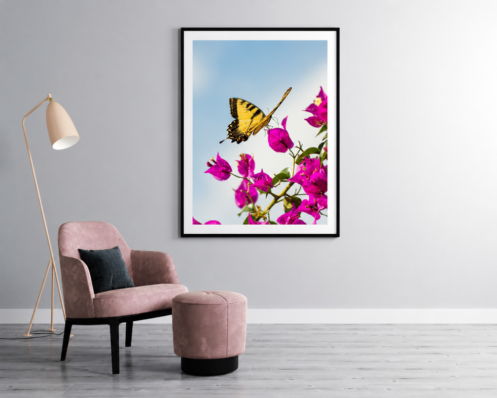 Framed image of Zebra longwing butterfly perched among pink bougainvillea flowers under blue sky.