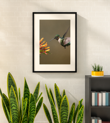Framed Male ruby-throated hummingbird hovering beside red firebush flowers with iridescent green feathers.