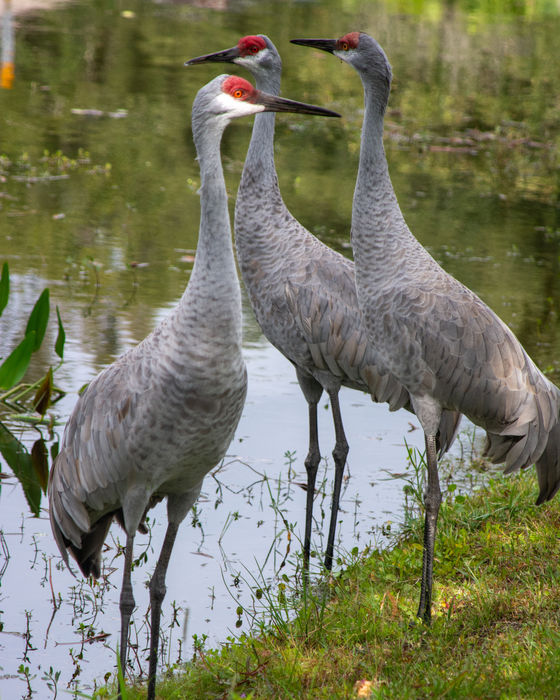 Three sandhill cranes standing at the water’s edge with red crowns and gray plumage.