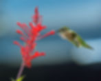 Ruby-throated hummingbird feeding from a red flower against a blue background.