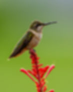 Ruby-throated hummingbird perched on a red firebush flower with soft green background.
