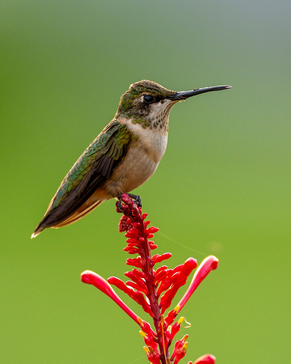 Ruby-throated hummingbird perched on a red firebush flower with soft green background.