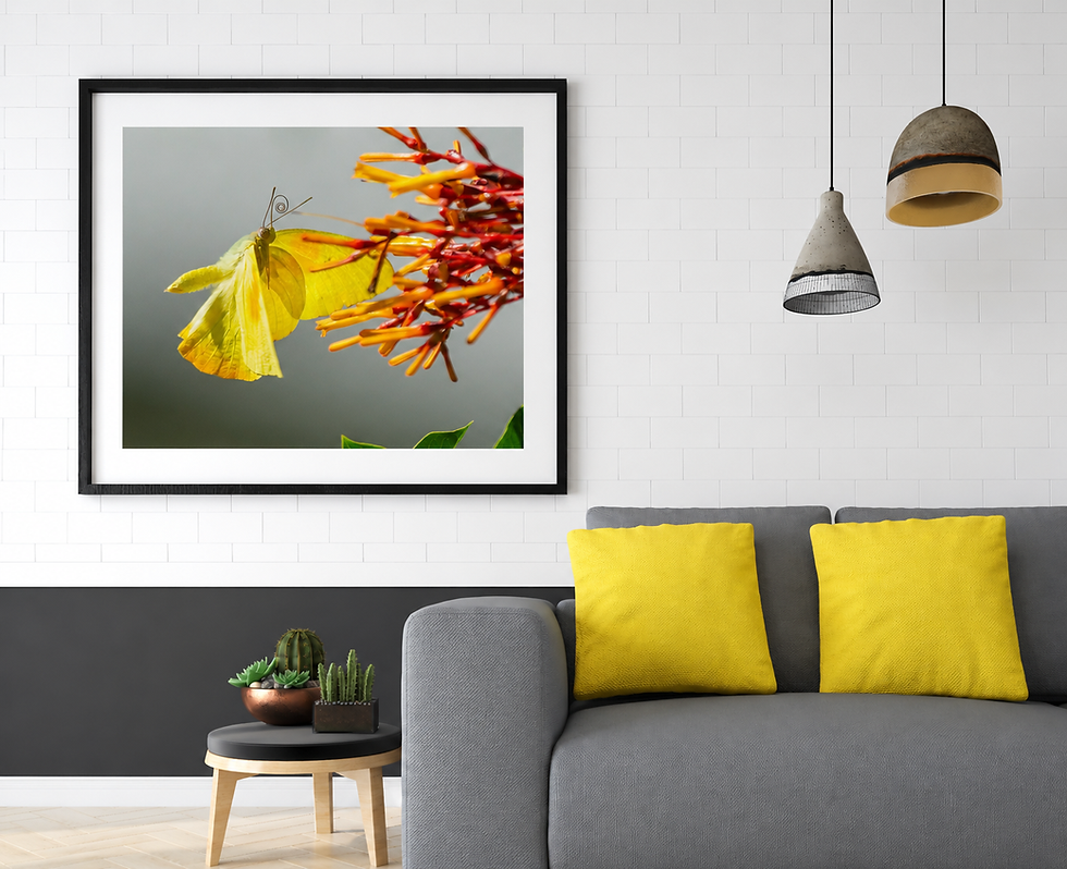 Framed Cloudless sulphur butterfly feeding from orange firebush flowers in soft light.