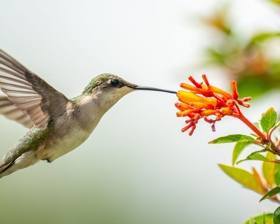 Ruby-throated hummingbird hovering close to orange flowers with wings spread.