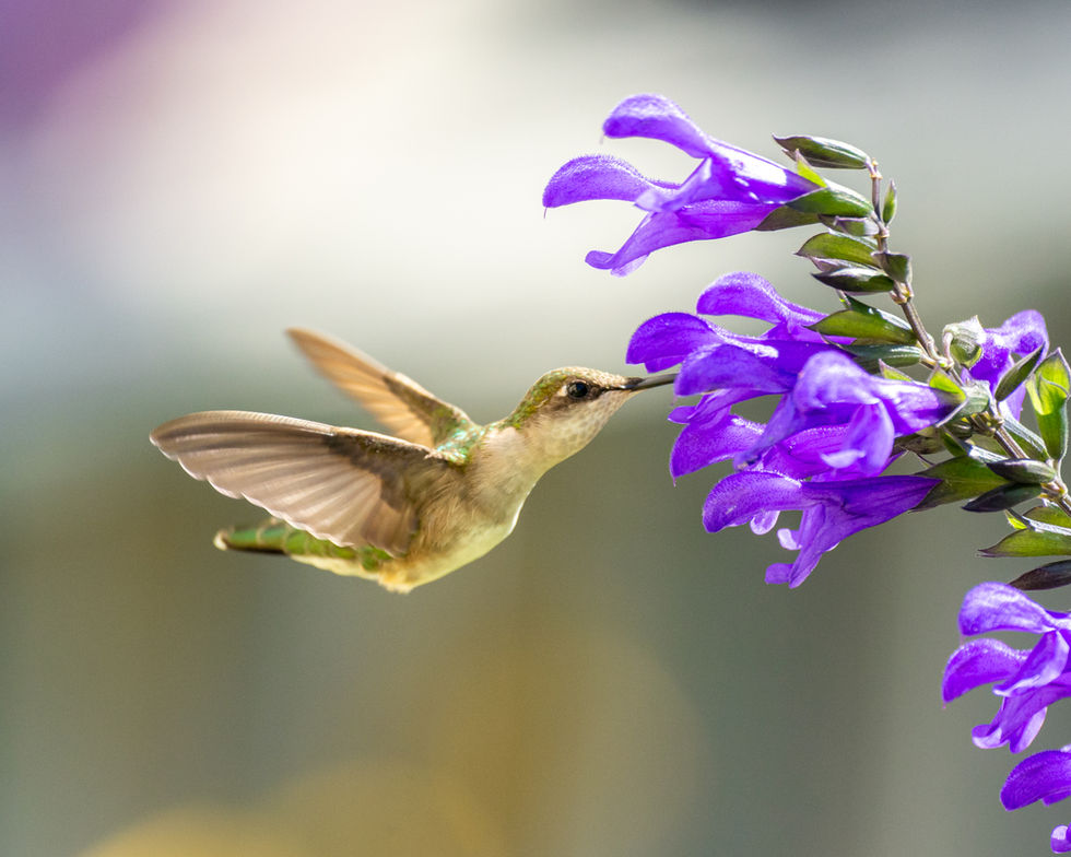 Ruby-throated hummingbird feeding from purple salvia flowers with wings spread.