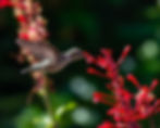 Ruby-throated hummingbird feeding from red firebush flowers against a dark green background.