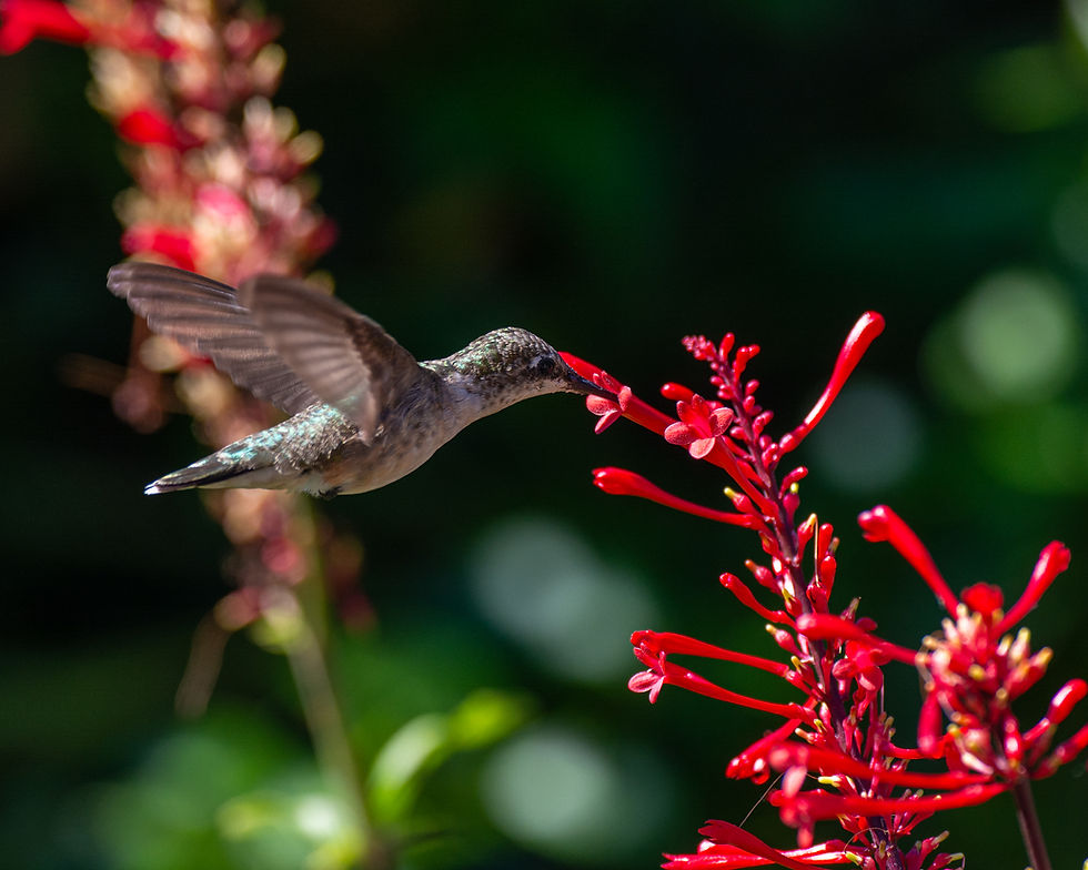 Ruby-throated hummingbird feeding from red firebush flowers against a dark green background.