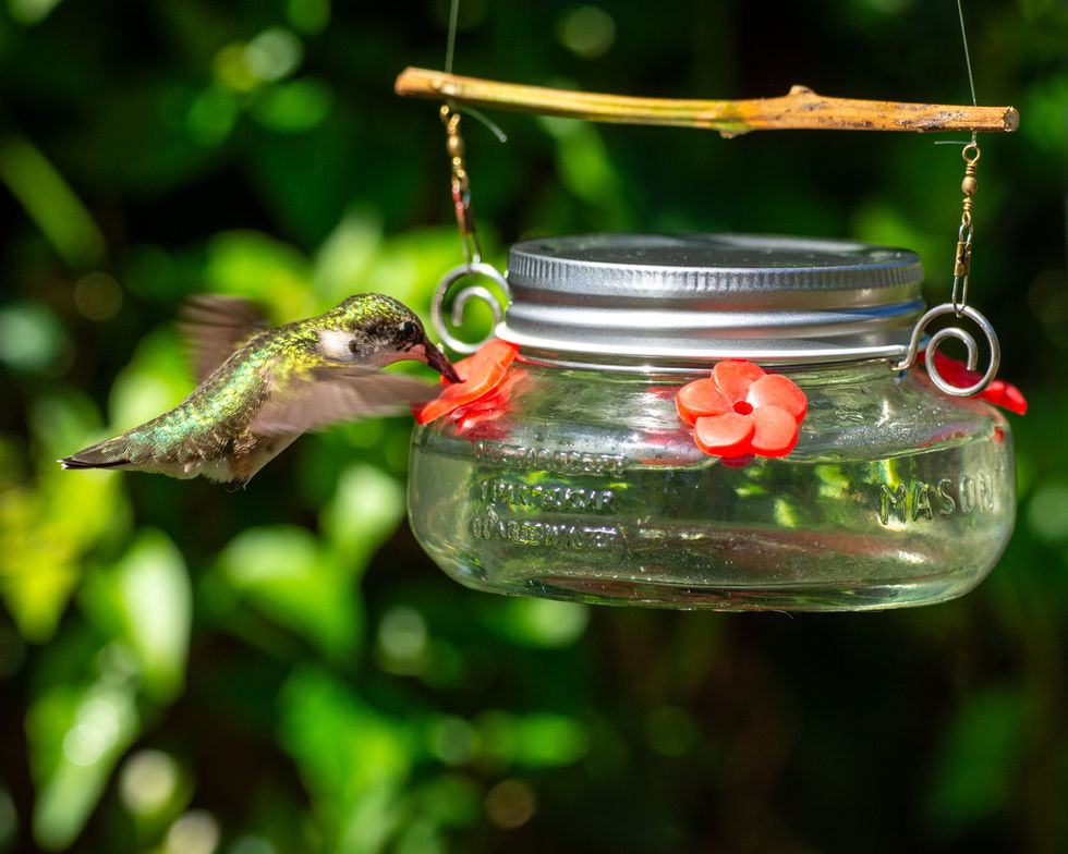 Close-up ruby-throated hummingbird hovering beside orange tubular flowers.