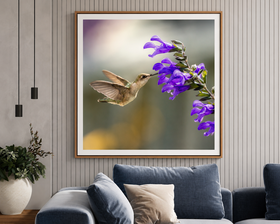 Insert of Ruby-throated hummingbird feeding from purple salvia flowers with wings spread.