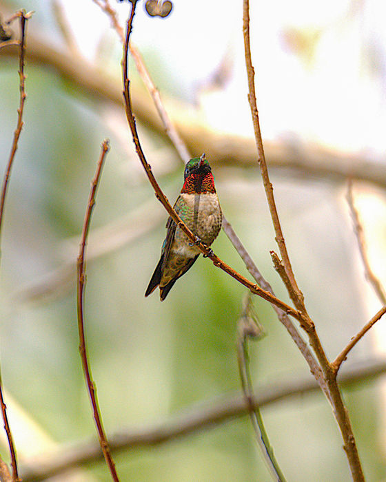 Male ruby-throated hummingbird perched on thin branches showing iridescent red throat.