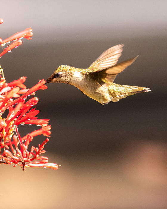 Ruby-throated hummingbird feeding from red firebush flowers covered with water droplets.