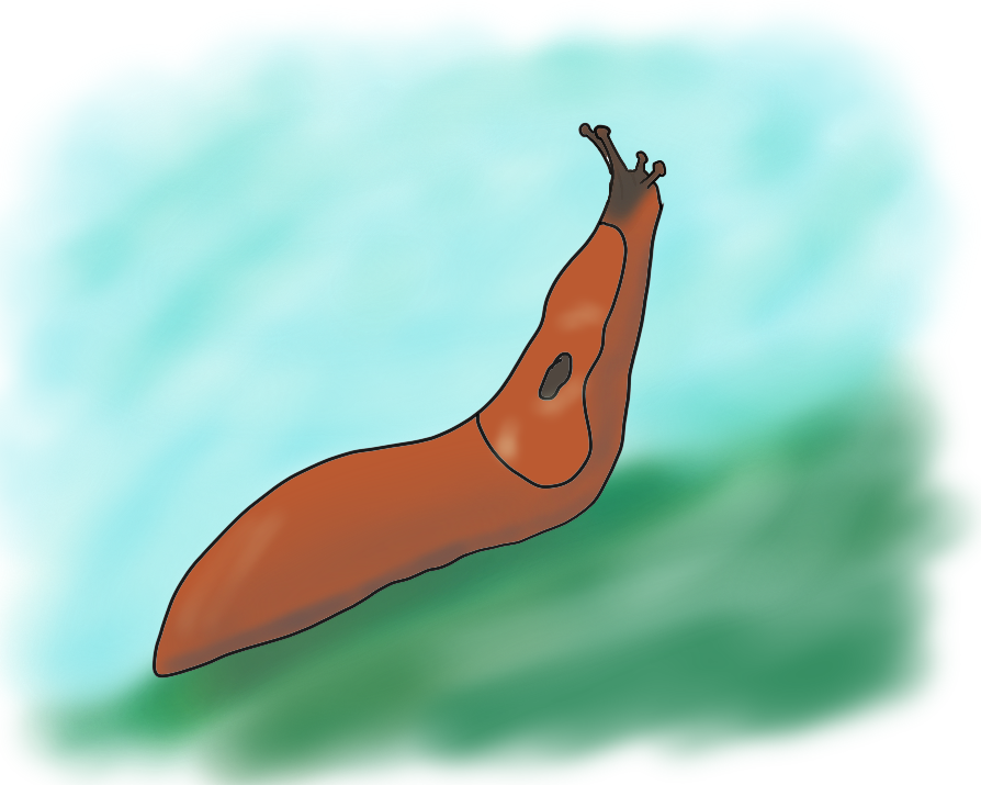 Dessin de limace