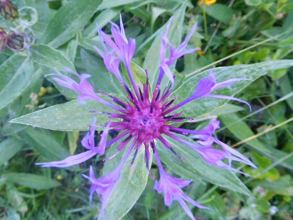 Photo de fleur de montagne