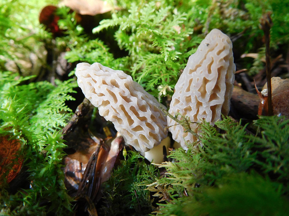Deux morilles dans les bois