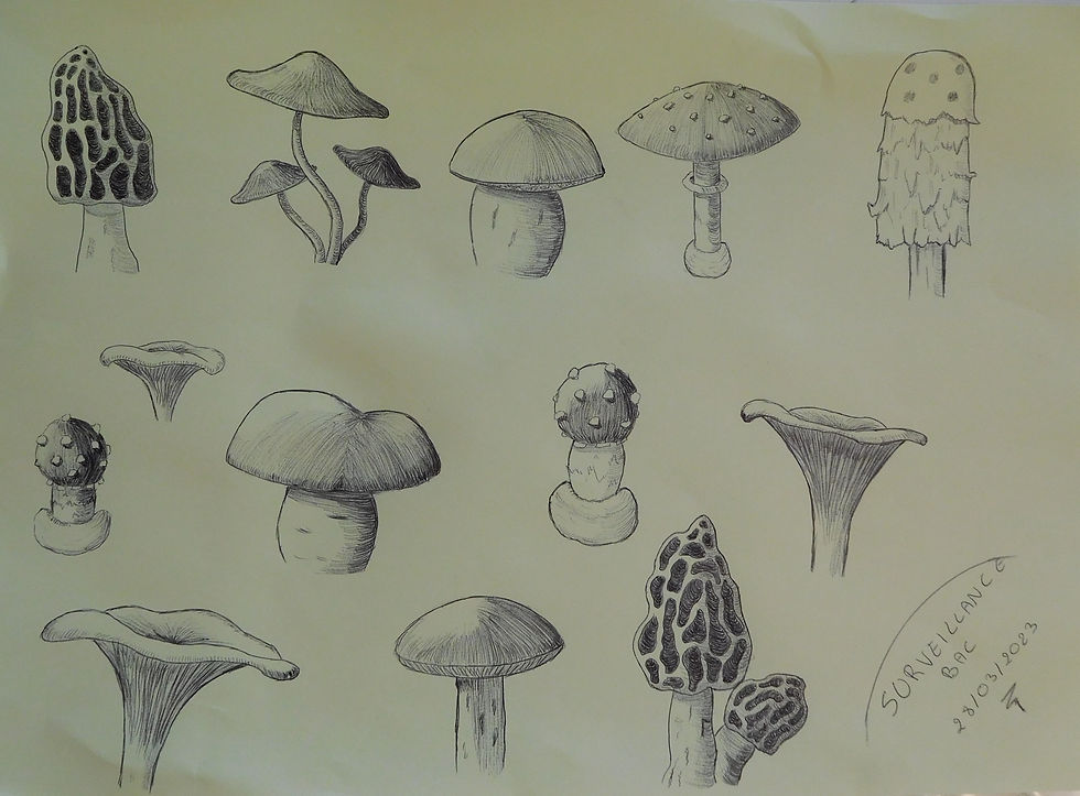 Dessins de champignons du coin