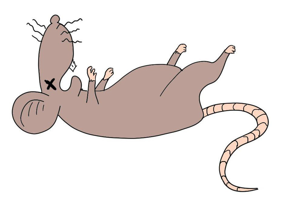Un rat mort