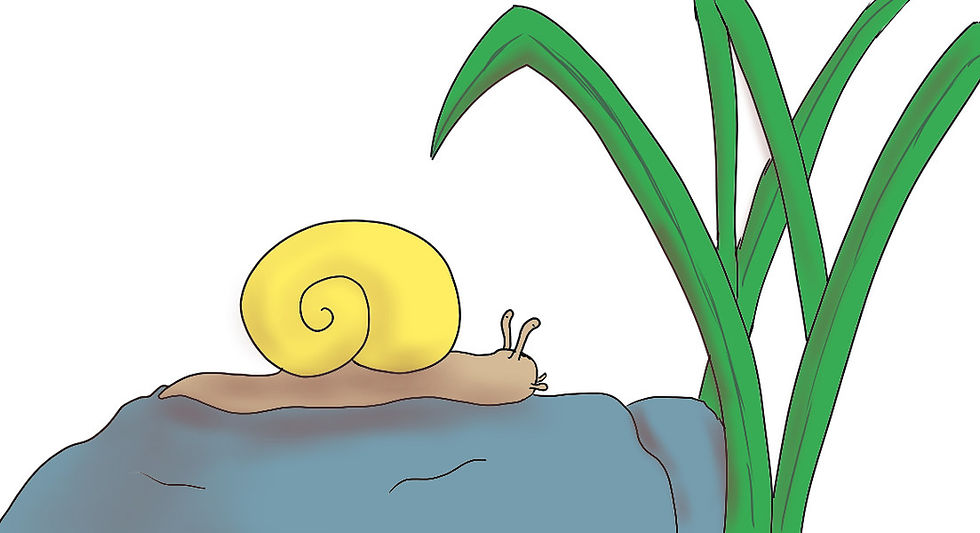 Petit escargot