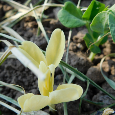 Les métaphores recroquevillées