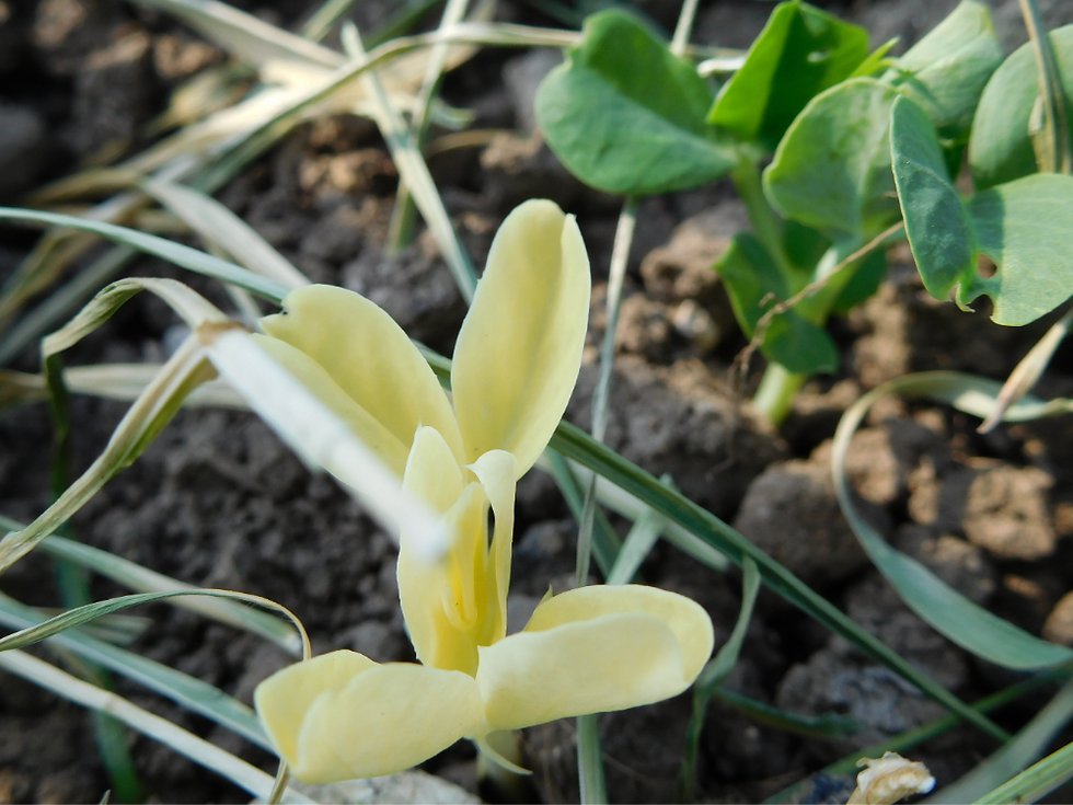 Petit pois albinos