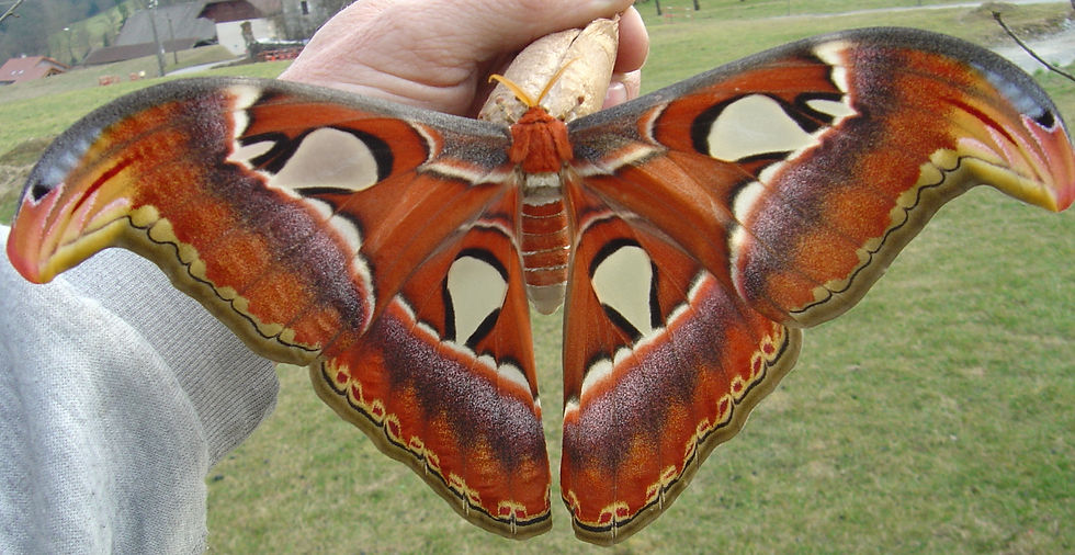 Papillon - attacus atlas