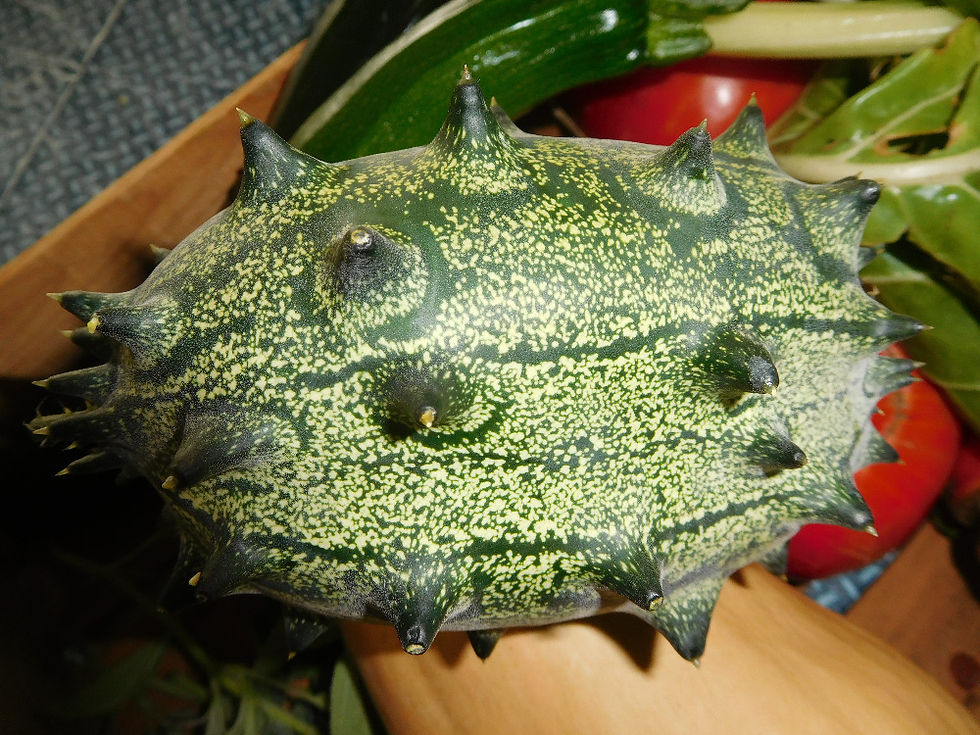 Kiwano du jardin