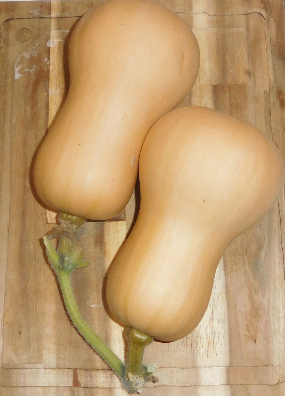 Butternut