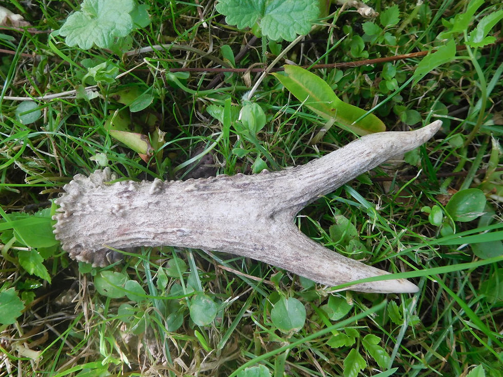 Bois de chevreuil