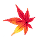 紅葉2