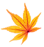 紅葉10