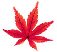 紅葉11
