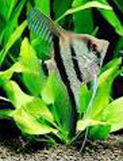 待合室の水槽の「おさかな 」