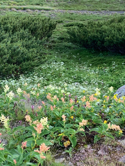 高山植物３.jpeg