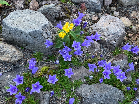 高山植物２.jpeg