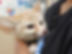 きつね