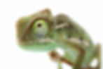 爬虫類