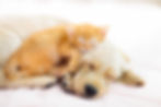 犬・ねこ