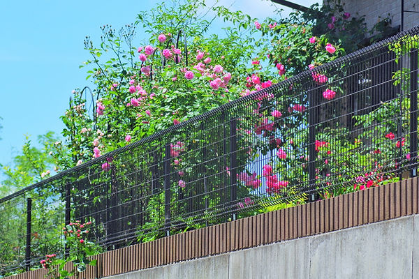 薔薇とフェンス