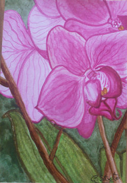 Pink Orchids