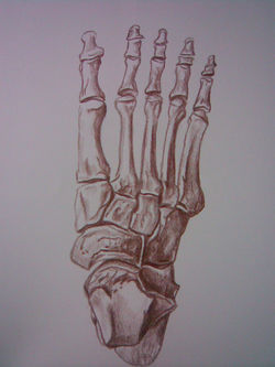 Anatomy drawing