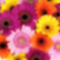 Gerbera Daisies PS-GB20 Webv2__________w