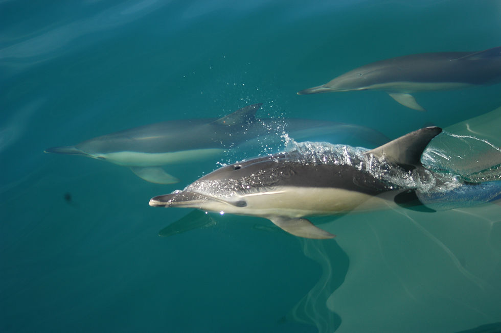 Dolphins in the water