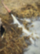 Water coming from hose