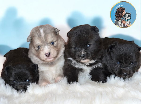 chiots pomsky belgique