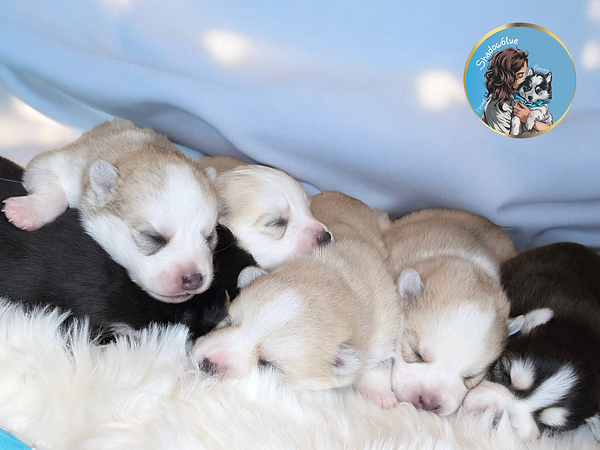 chiots pomsky belgique