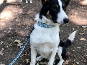 Offrons un peu d’espace aux chiens croisés dans la rue !