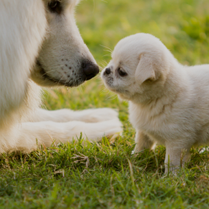 Webinaire #5 La socialisation du chiot
