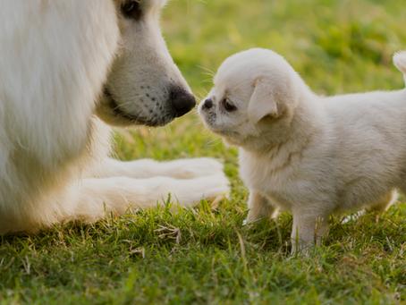 Webinaire #5 La socialisation du chiot